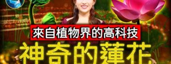 [ID: OzhfVZdHqnk] Youtube Automatic